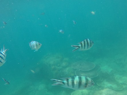 GOPR3115.JPG