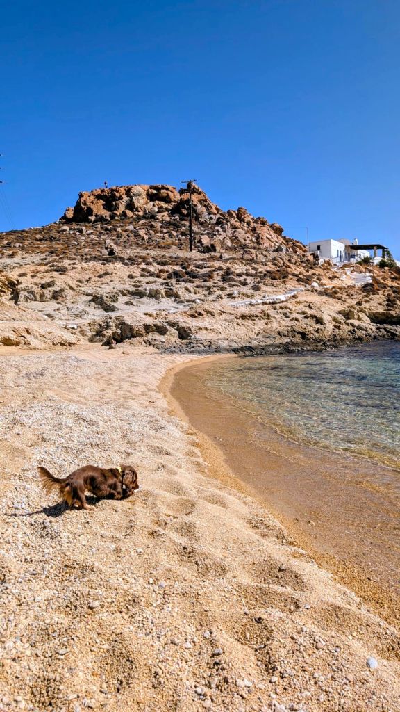 Pita sur la plage d’Agios Sostis à Serifos
